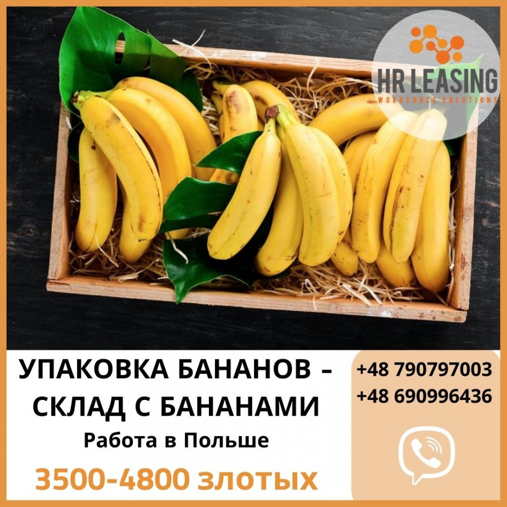 коробка бананов. упаковка бананов. бананы в упаковке. экологичная упаковка из банановых листьев. бананы в упаковке.