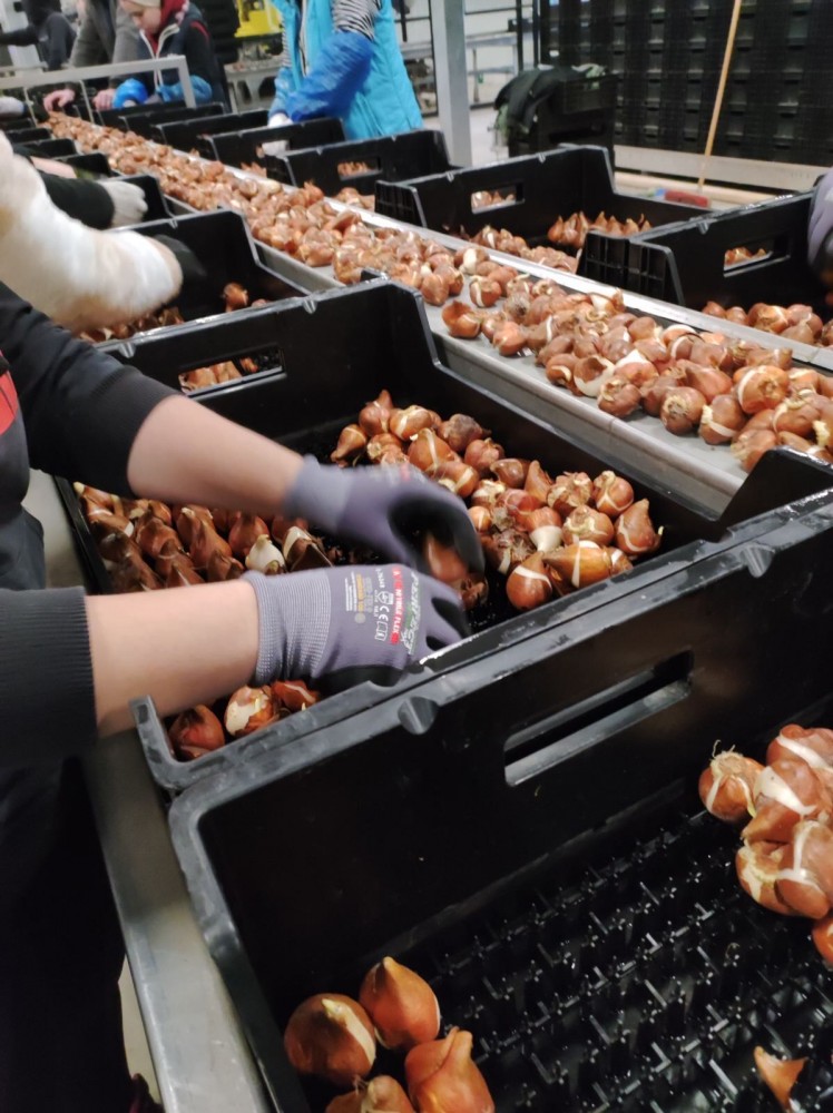 Женщими, Пары, Теплицы цветы / Работа в Европе