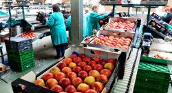 Работники на сортировку фруктов, овощей, ягод в г. Warka. Сезонная