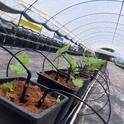 работа в теплицах