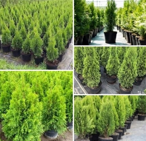 работа в Нидерланды