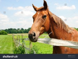 Конюх  1800Є/міс брутто