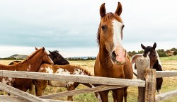 КОНЮХ 1800Є/міс брутто