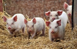 Водитель-разнорабочий