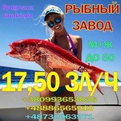 Работники на рыбный завод в г. Grudziądz (Быдгощ)