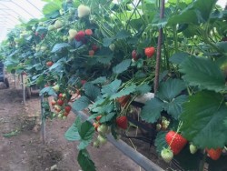 Работа на поле, сбор ягод, не нужно знание языка