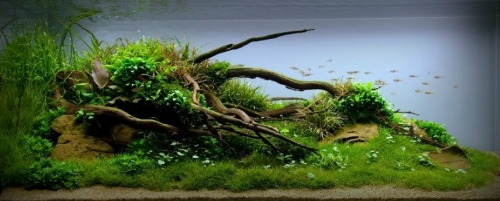 Ищу компаньона в создании компании по изготовлению заказов по аквариумистики