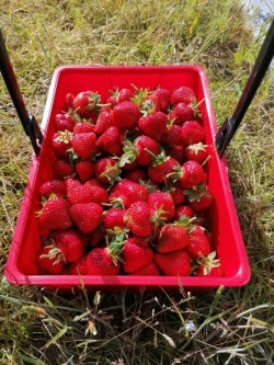 Сборщики урожая клубники