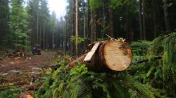 Робота в лісі, вирубування дерев для чоловіків. Робота в Польщі