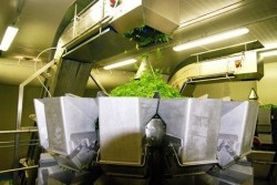 Работа для мужчин, женщин. 11 евро в час. Упаковка салатов