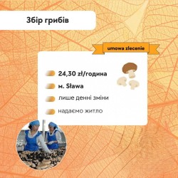 сбор грибов