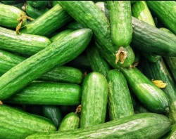 Работа для мужчин и женщин, по сбору огурцов в теплицах. Зарплата до 2600 Евро