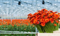 Работа для мужчин, женщин, сем-пар. 11 евро в час. С цветами