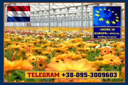 Работа для мужчин, женщин. 11 евро в час. Работа с цветами, в теплицах