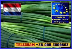 Работа для женщин (сортировка лука) . От 11 Евро в час. По биометрии