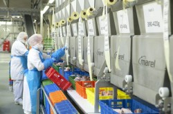 Работа на куриной фабрике в Нидерландах