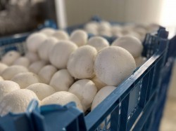 набор женщин и мужчин. Сбор грибов. До 2000 евро