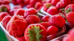 Сезонная работа. В Бельгию. Сбор клубники. 9 Евро в час. Для женщин