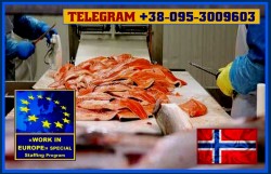 Работа для мужчин на рыба-перерабатывающем производстве. Зарплата до 3500 Eвро