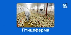 Не сложная работа на птицеферме