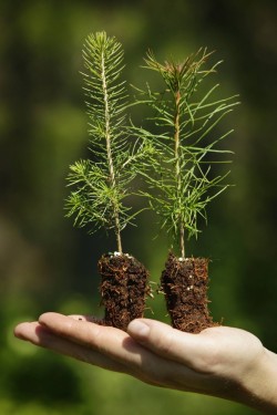 Работа для женщин и мужчин. Зарплата до 3500 Eur. Высадка деревьев