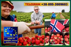 Работа для женщин, мужчин, семейных пар, на сборе клубники. Оплата до 12-14 Евро (по норме)