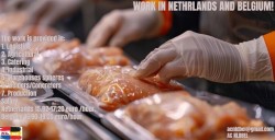 Работа в Нидерландах