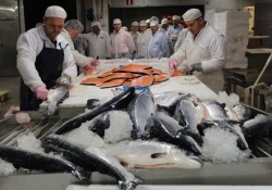 В Норвегии. Работа для женщин и мужчин. На рыбо-производстве. 12-13 Евро в час, чистыми